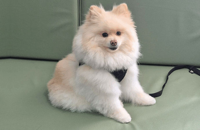 Paciente recebe visita de seu pet e emociona a todos